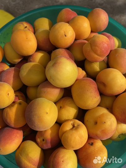 Абрикос домашний