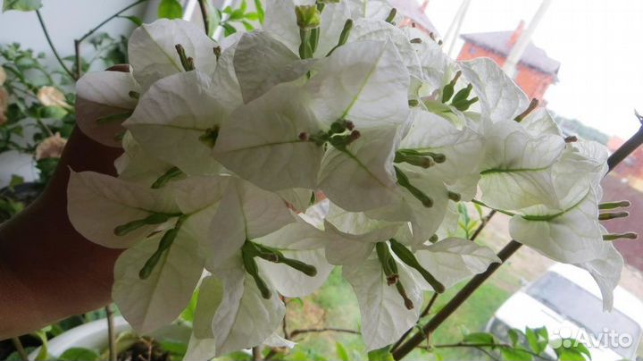 Разные редкие растения