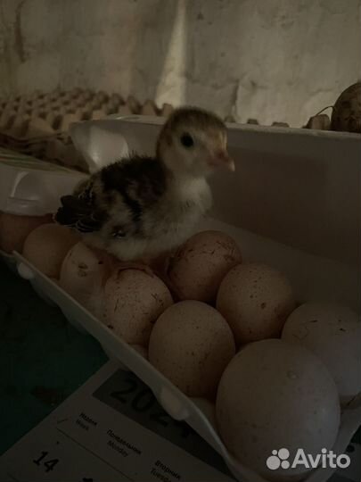 Инкубационное яйцо индюшки