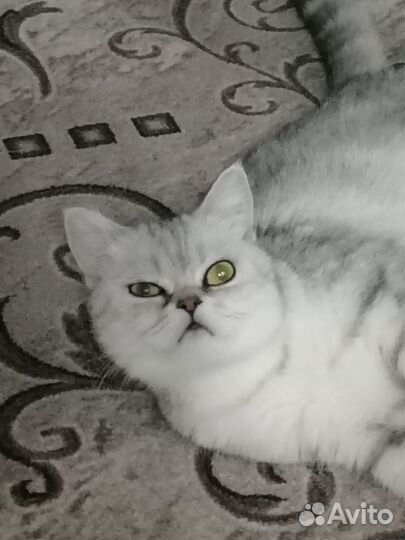 Шотландская кошечка