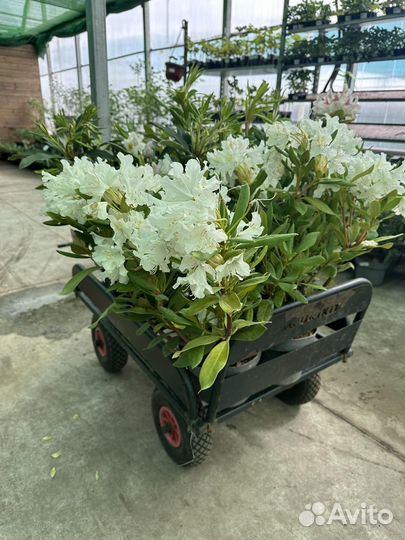 Спирея пузыреплодник арония дерен сирень