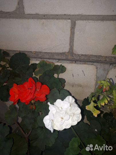 Герань пеларгония королевская