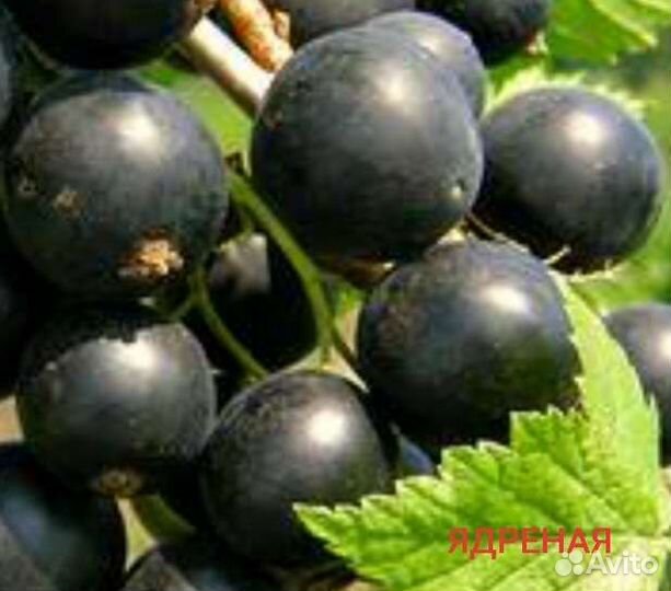 Смородина (саженцы, ягоды, варенье) 20 сортов