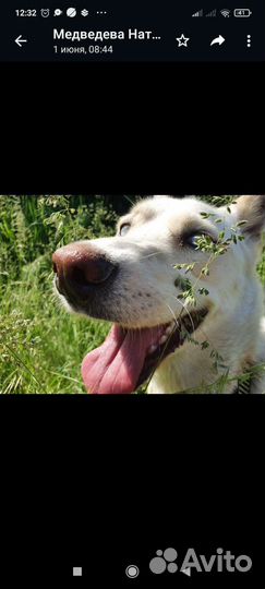 Собака в добрые руки