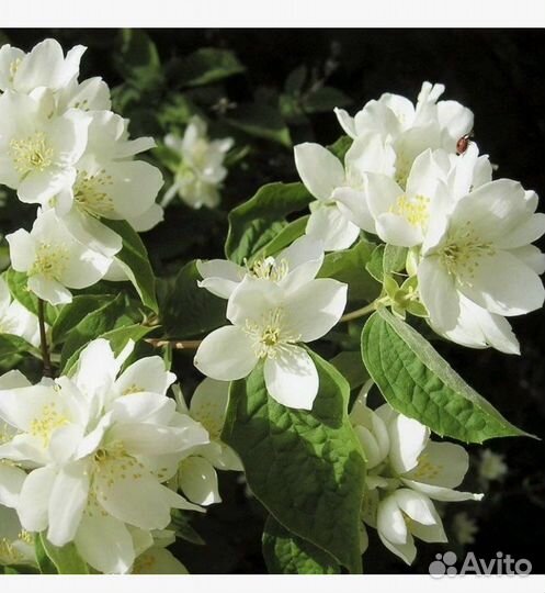 Жасмин чубушник