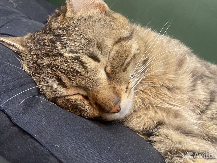 Кельтский кот