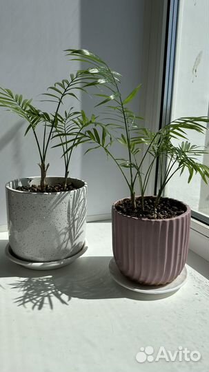 Пальма хамедорея