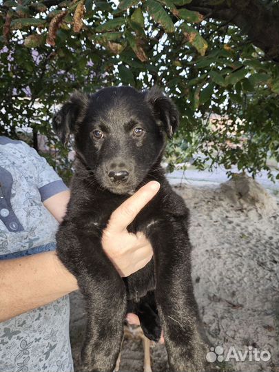 Собака щенок охранник