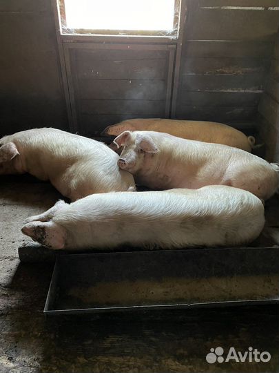 Свиноматки