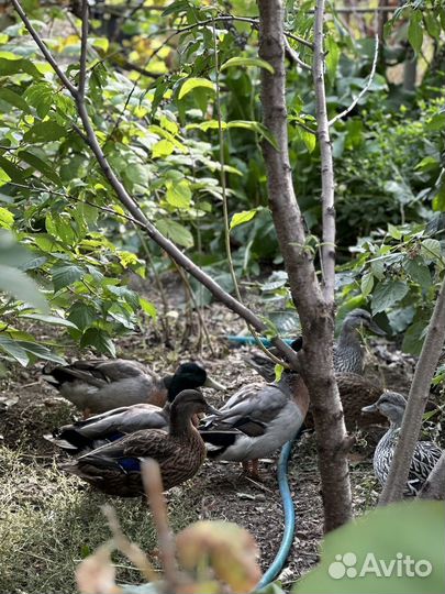 Утки подсадные для охоты