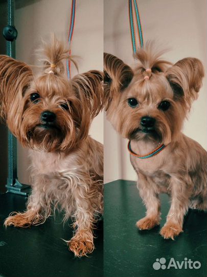 Грумер стрижка собак