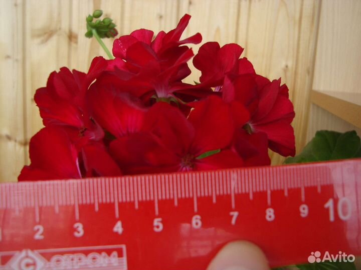 Пеларгония Калиопа Dark Red