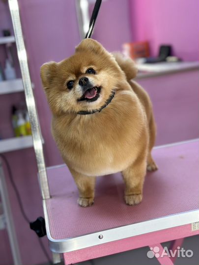 Стрижка собак и кошек. Грумер