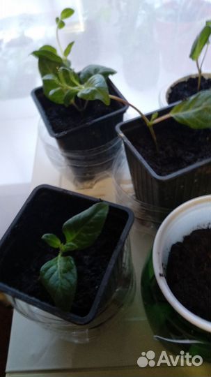 Комнатные цветы фуксия