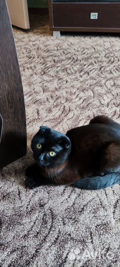 Отдам кота в добрые руки