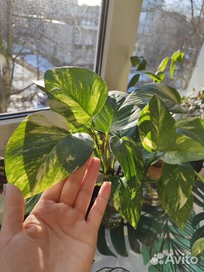 Сцинзапсус (черенки)