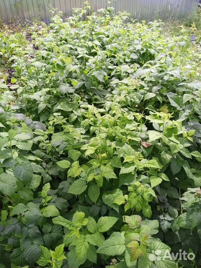 Малина необычных сортов саженцы зкс