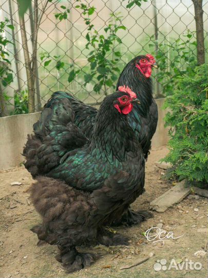 Куры, цыплята, яйцо инкубационное