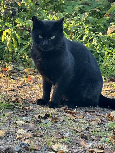 Ищет дом кот