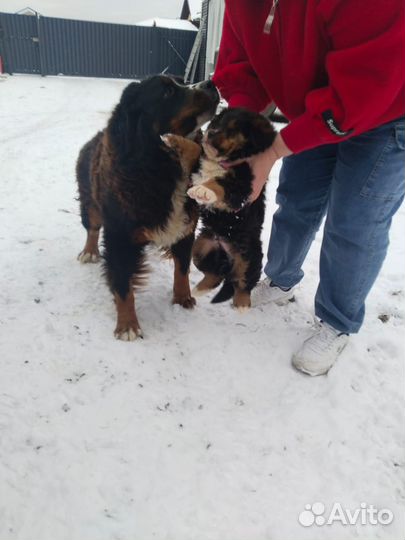 Бернский зенненхунд в добрые руки