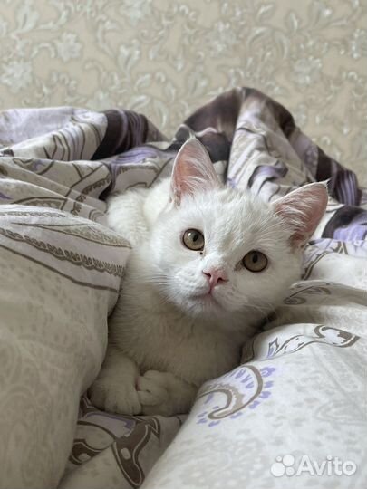 Белый пушистый котенок