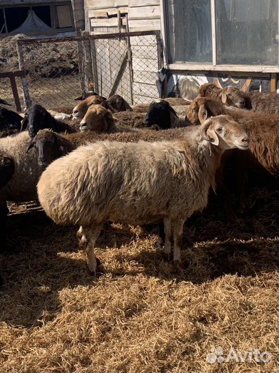 Баран производитель