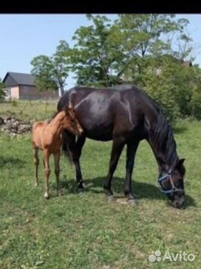 Кобыла с жеребчиком