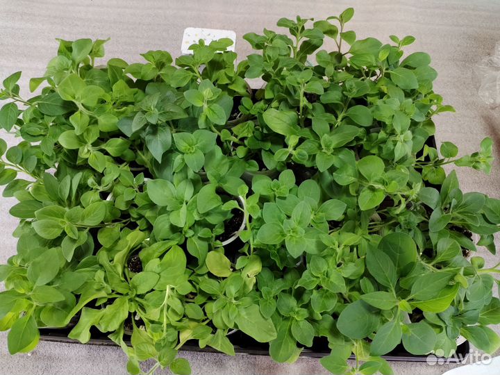 Петунии ампельные