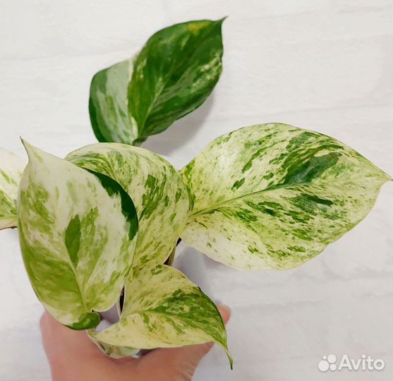 Сциндапсусы и эпипремнумы (разные сорта)