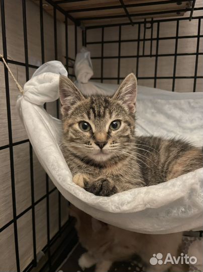 Европейская