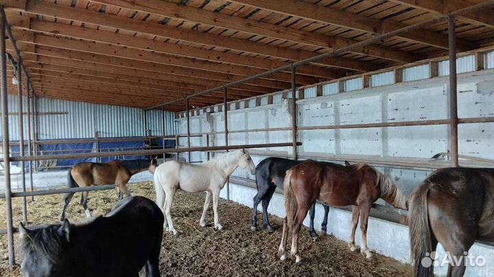 Лошади и жеребята