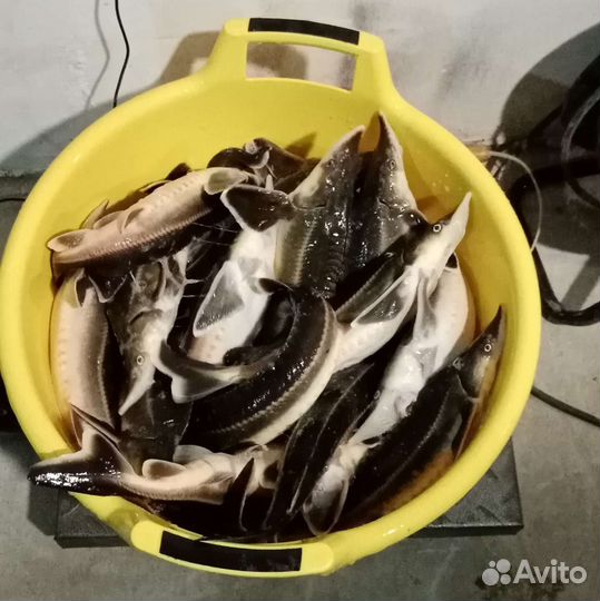 Рыбное хобби