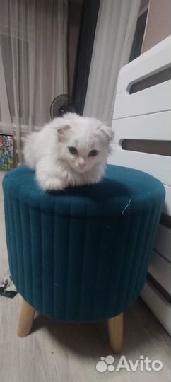 Вислоухая кошка