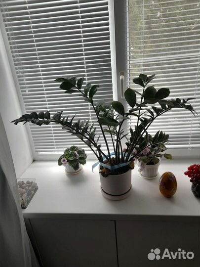 Замиокулькас