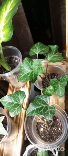 Плющ варигатный бегония