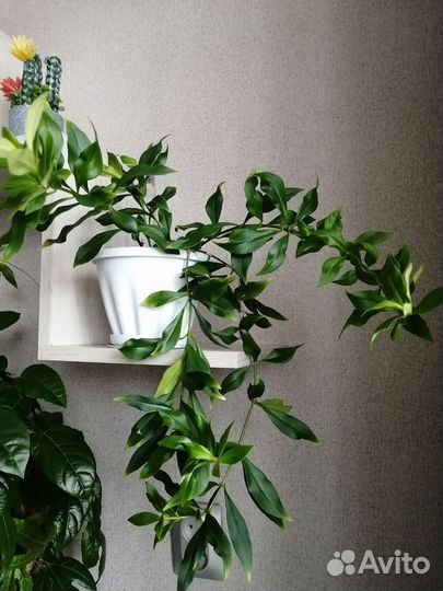 Эсхинантус Жар-птица