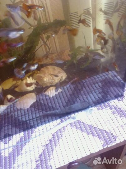 Взрослые моллинезии и гуппи