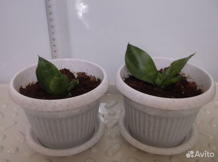 Сансевиерия Ханни