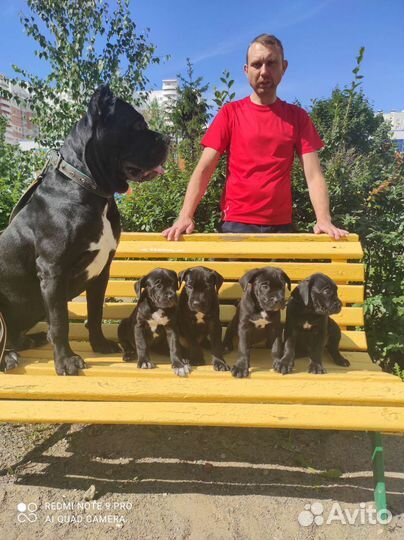 Щенки Кане Корсо