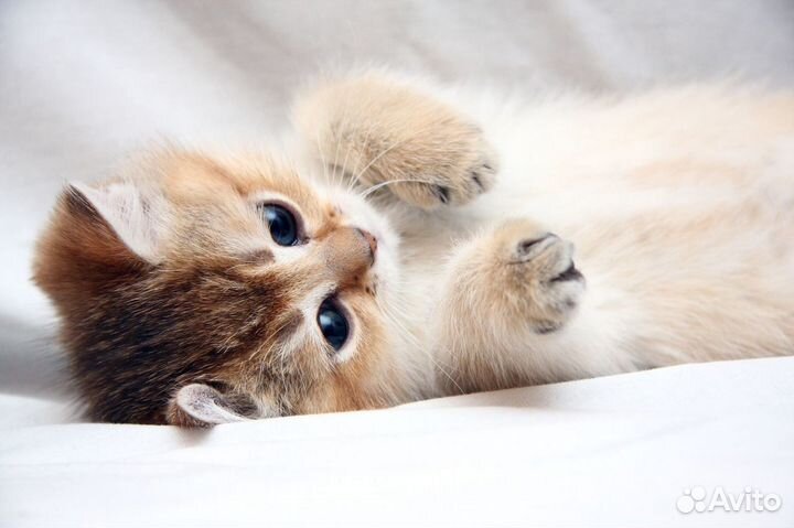 Плойки и маникюр.машинки