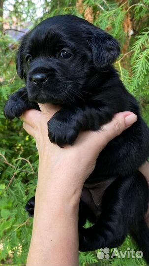 Щенки лабрадора