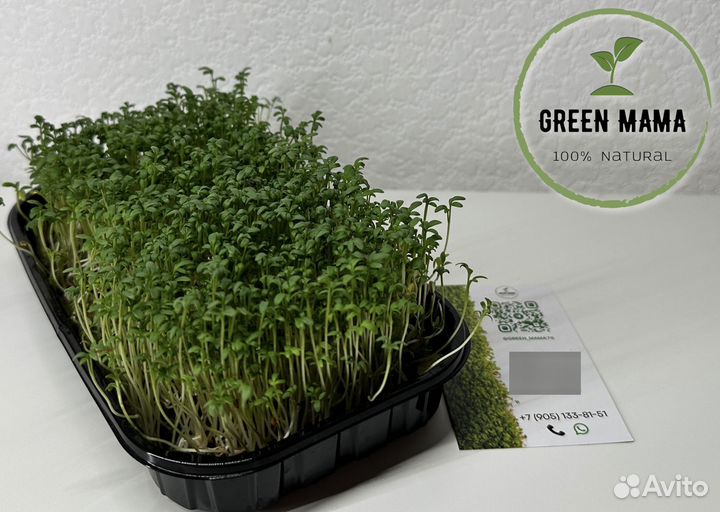 Микрозелеь Кресс - Салат