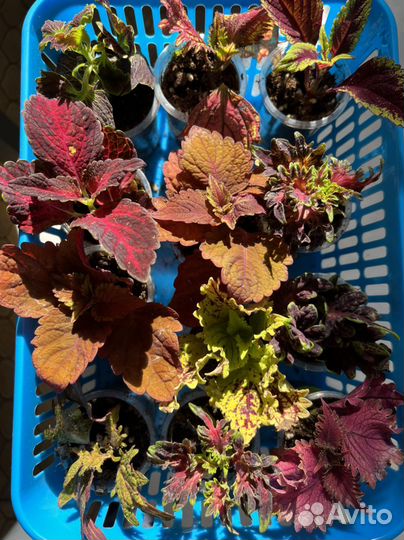 Колеусы вегетативные