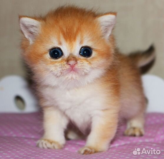 Котята золотые и серебристые шиншиллы