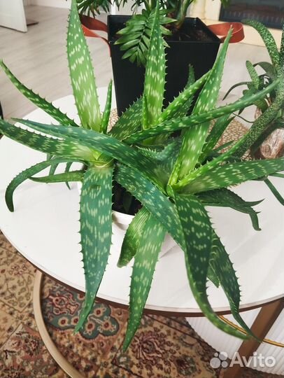 Алоэ вера большой