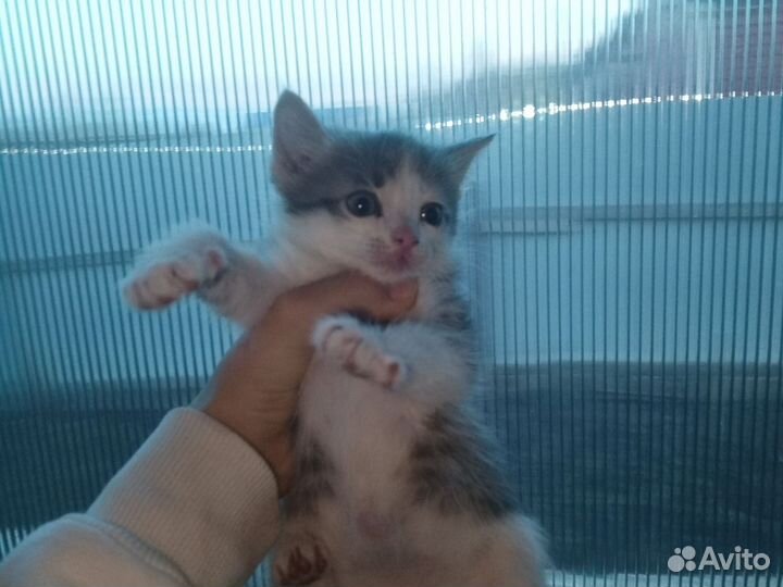 Кошки в добрые руки