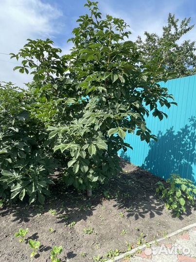 Саженцы каштана конского