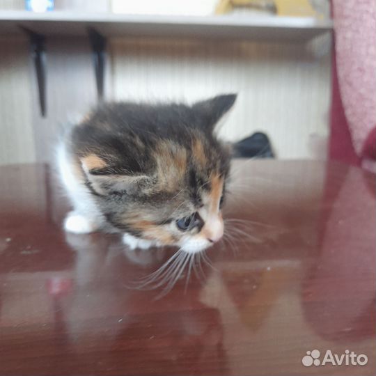 2 котенка, девочки