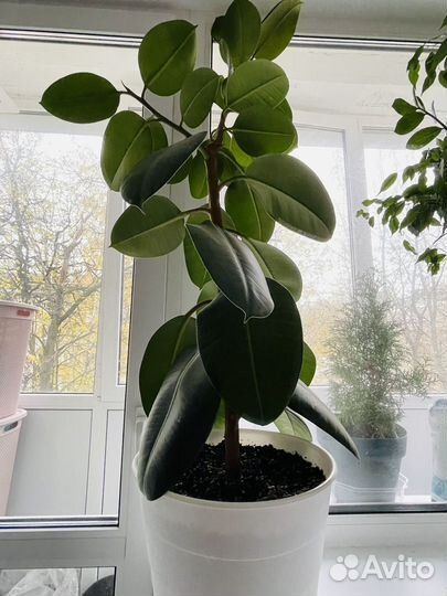 Фикус эластика