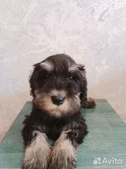 Цвергшнауцер щенки